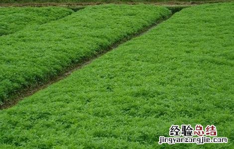 藜蒿的繁殖方法 藜蒿的繁殖方法是什么