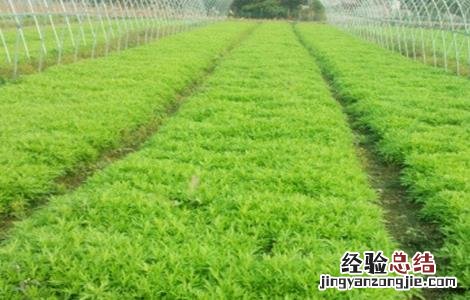 藜蒿的繁殖方法 藜蒿的繁殖方法是什么