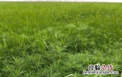 藜蒿的繁殖方法 藜蒿的繁殖方法是什么