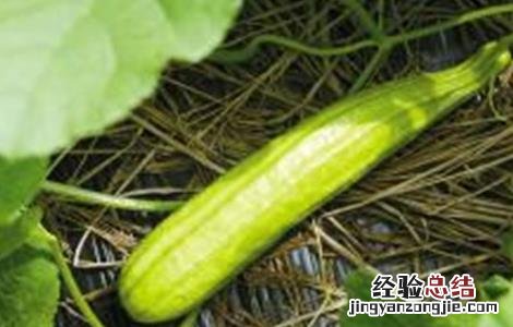 白瓜的种植方法 白瓜 种植方法