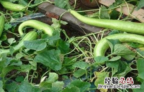 白瓜的种植方法 白瓜 种植方法