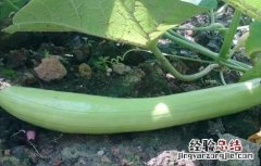 白瓜的种植方法 白瓜 种植方法