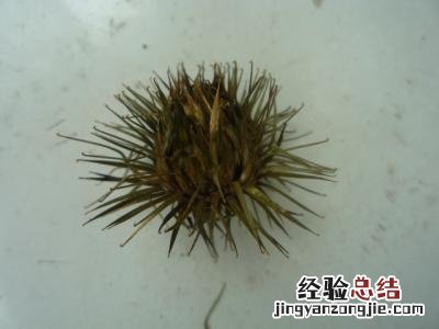 牛蒡与牛蒡子有什么区别 牛蒡与牛蒡子区别是什么呢