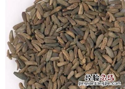 炒牛蒡子功效与作用是什么 炒牛蒡子的作用和功效是什么呢