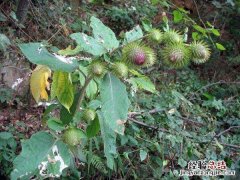 牛蒡子圖片 牛蒡子圖片植物圖片