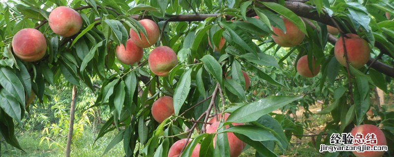 猕猴桃保花保果方法 2-4d保花保果用法