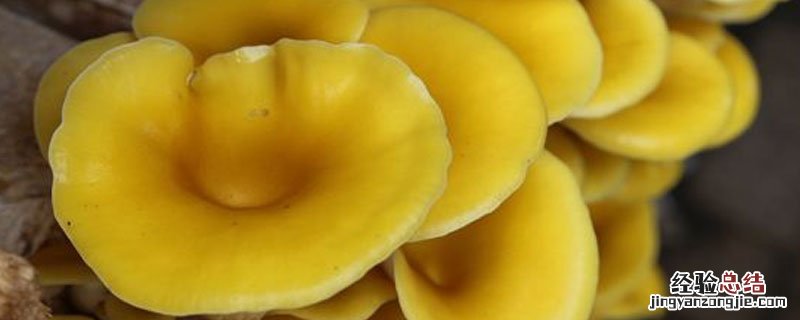 一亩大棚榆黄蘑产量 榆黄菇产量