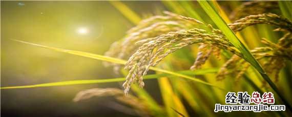 杂交水稻的贡献 杂交水稻的贡献并发表自己的感想