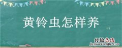 黄铃虫怎样养 黄铃虫简介