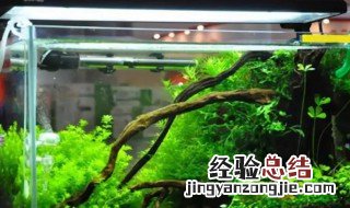 为什么说养鱼怡情呢 为什么说养鱼怡情
