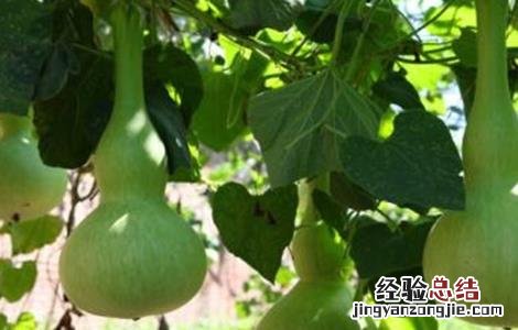 葫芦的种植方法和技术 葫芦的种植方法
