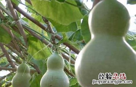 葫芦的种植方法和技术 葫芦的种植方法