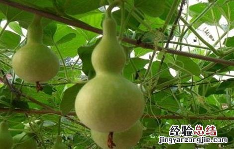 葫芦的种植方法和技术 葫芦的种植方法