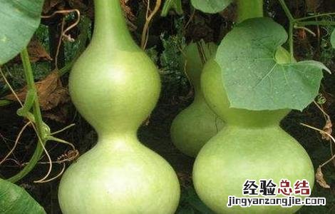 葫芦的种植方法和技术 葫芦的种植方法