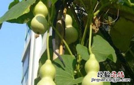 葫芦的种植方法和技术 葫芦的种植方法