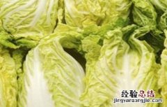 娃娃菜的栽培与管理 娃娃菜的管理要点