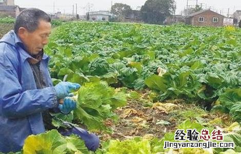 娃娃菜的栽培与管理 娃娃菜的管理要点