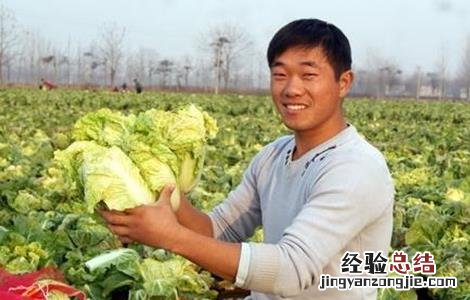 娃娃菜的栽培与管理 娃娃菜的管理要点