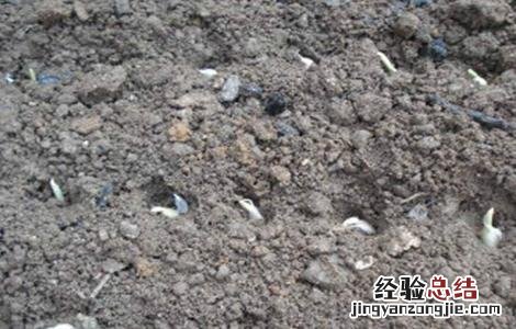 大蒜种植技术要点 大蒜种植技术要点及过程