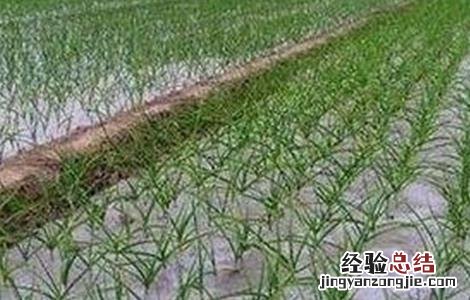 大蒜种植技术要点 大蒜种植技术要点及过程