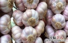 大蒜种植技术要点 大蒜种植技术要点及过程