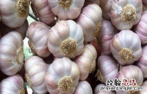 大蒜种植技术要点 大蒜种植技术要点及过程
