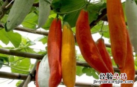 变色瓜种植方法 变色瓜的栽培技术