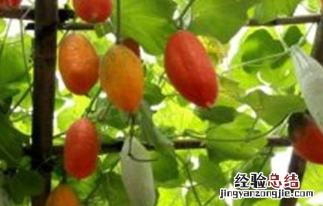 变色瓜种植方法 变色瓜的栽培技术
