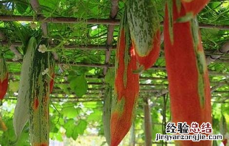 变色瓜种植方法 变色瓜的栽培技术