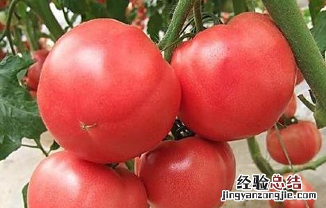 西红柿生长环境条件 西红柿生长环境要求