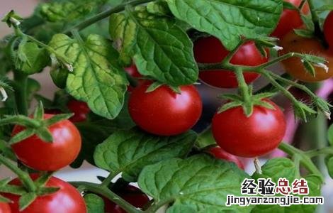 西红柿生长环境条件 西红柿生长环境要求