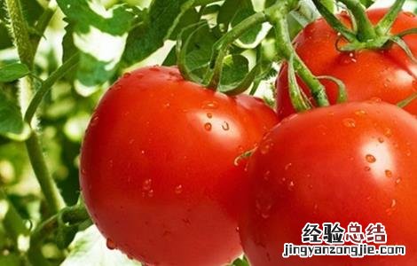 西红柿生长环境条件 西红柿生长环境要求