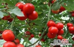西红柿生长环境条件 西红柿生长环境要求