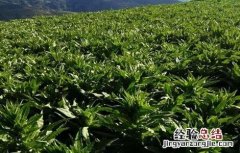 贡菜的种植技术 贡菜的种植技术与管理