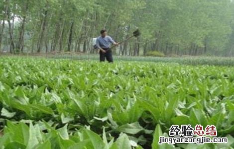 贡菜的种植技术 贡菜的种植技术与管理