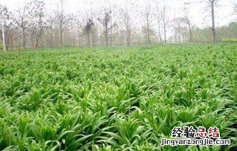 贡菜的种植技术 贡菜的种植技术与管理