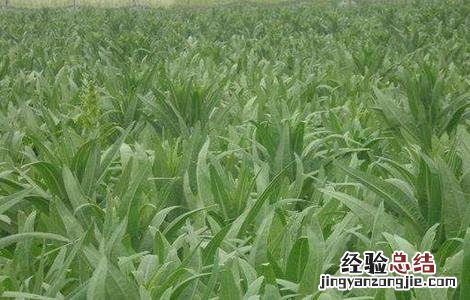 贡菜的种植技术 贡菜的种植技术与管理