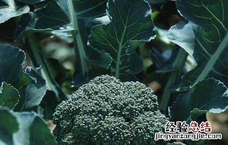 西兰花的栽培技术要点有哪些 西兰花的栽培技术要点