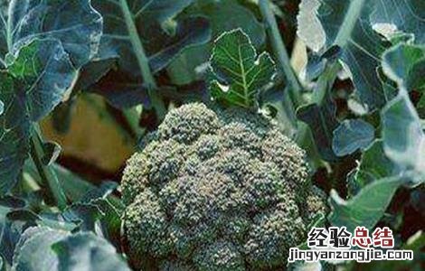 西兰花的栽培技术要点有哪些 西兰花的栽培技术要点