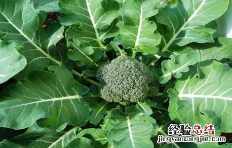 西兰花的栽培技术要点有哪些 西兰花的栽培技术要点