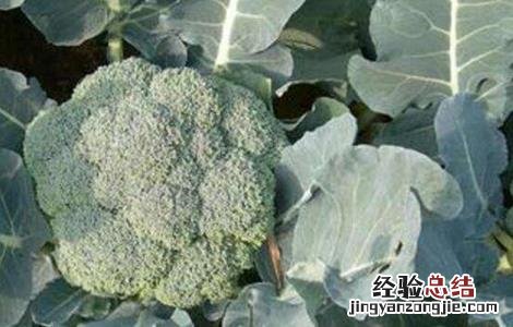 西兰花的田间管理技术 春季西兰花管理技术