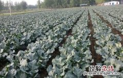 西兰花的田间管理技术 春季西兰花管理技术