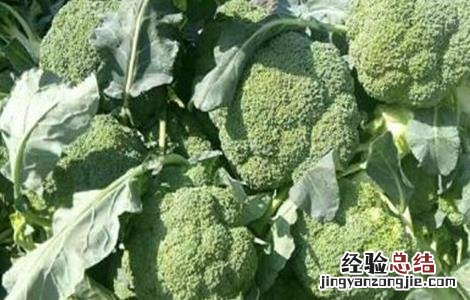 西兰花的田间管理技术 春季西兰花管理技术