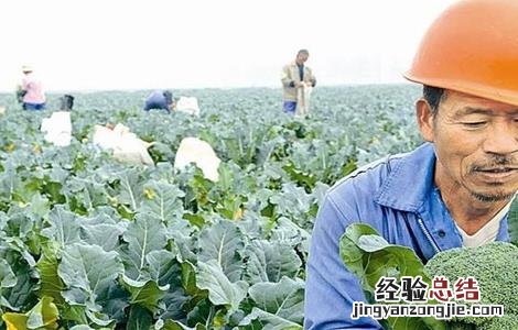 西兰花的田间管理技术 春季西兰花管理技术