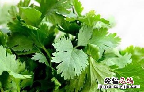 香菜无土栽培技术 香菜无土栽培技术视频教程
