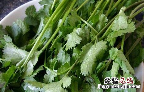 香菜无土栽培技术 香菜无土栽培技术视频教程