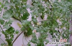 香菜无土栽培技术 香菜无土栽培技术视频教程