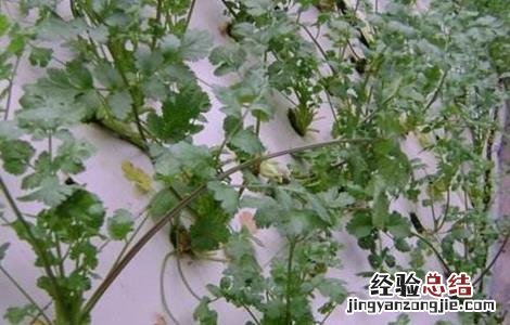 香菜无土栽培技术 香菜无土栽培技术视频教程