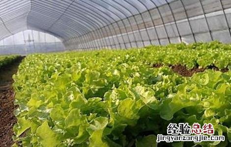 生菜怎么种 缺氧海生菜怎么种