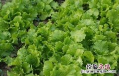 生菜怎么种 缺氧海生菜怎么种